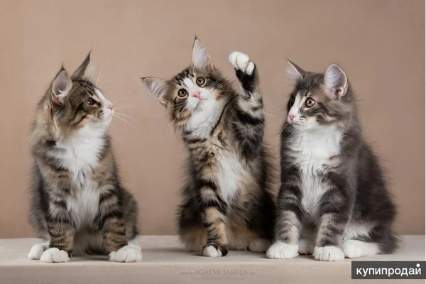 Фото Норвежские лесные котята - прекрасный выбор