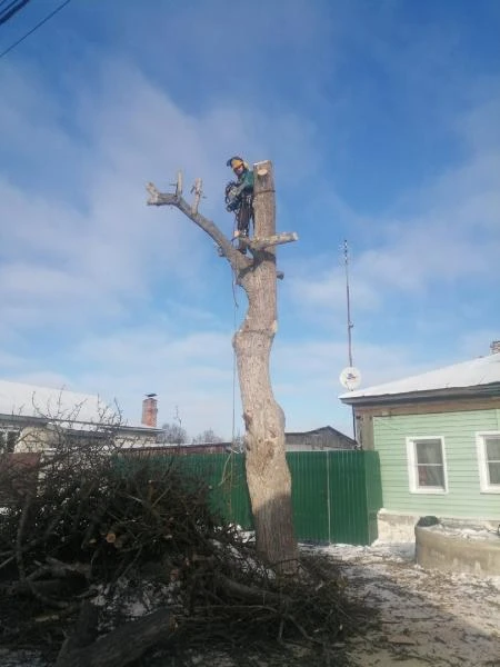 Фото Спил деревьев
