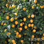 Фото №3 лимон