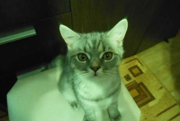 Фото Котик