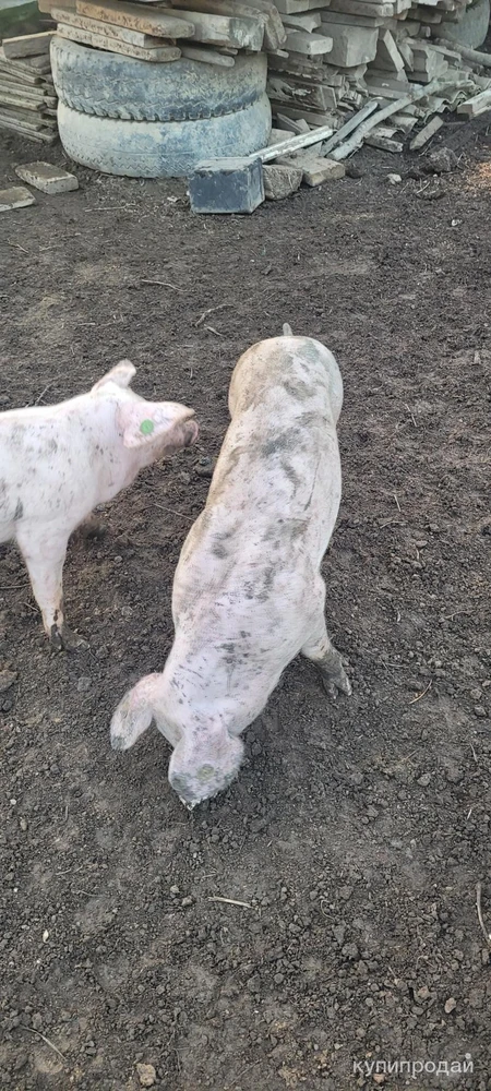 Фото Поросята