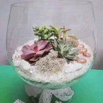 Кактусы и суккуленты. Флорариумы на заказ