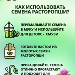 Фото №6 Семена расторопши