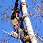Удаление, спил, обрезка дерева в Пушкино и Пушкинском районе