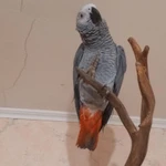 Фото №5 Продам птенцов крупного попугаях