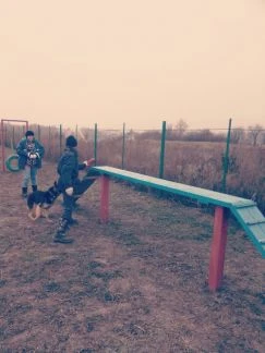 Фото Дрессировка собак