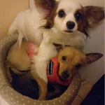 Фото №4 Метис чихуахуа и папийона