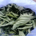 Фото №3 Листья шелковицы. Цена за 100 грамм.