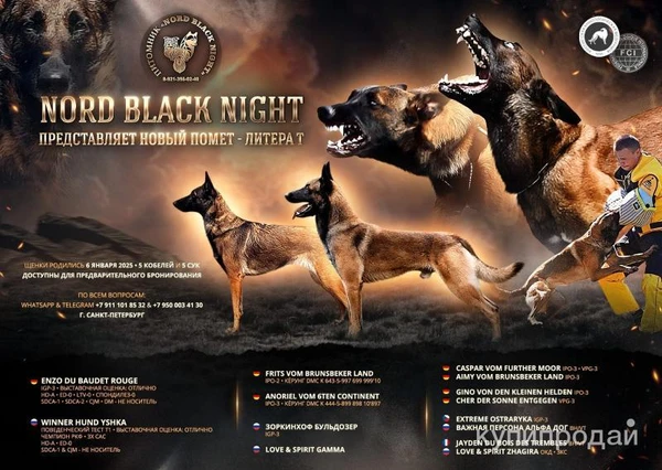 Фото Щенки Бельгийской овчарки (малинуа)