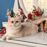 Фото №8 Британская девочка Лазура