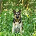 Фото №11 Щенок метис овчарки в дар