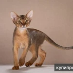 Фото №5 Абиссинские клубные котята раннее бронирование