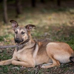 Фото №6 Энни - молодая, дружелюбная, короткошерстная девочка ищет дом