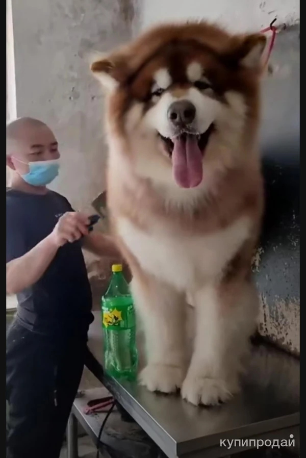 Фото супер ди делли сов романтик ит ди