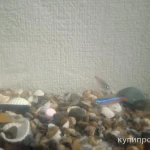 Фото №4 800 продою рыбок с полным комплектом будет торг