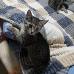 Фото №2 Котята