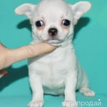 Фото №10 чихуахуа белоснежный мальчик шоу