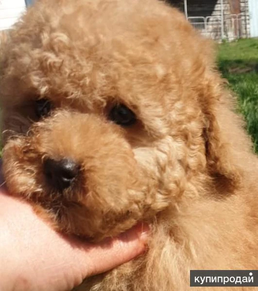 Фото Карликового пуделя щенки.