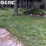 Фото №5 Покос травы. Расчистка участка