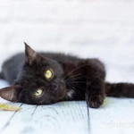 Фото №4 Черный котик Шухер