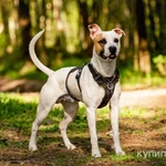 Фото №2 Красивый пёс Дарий в добрые руки.