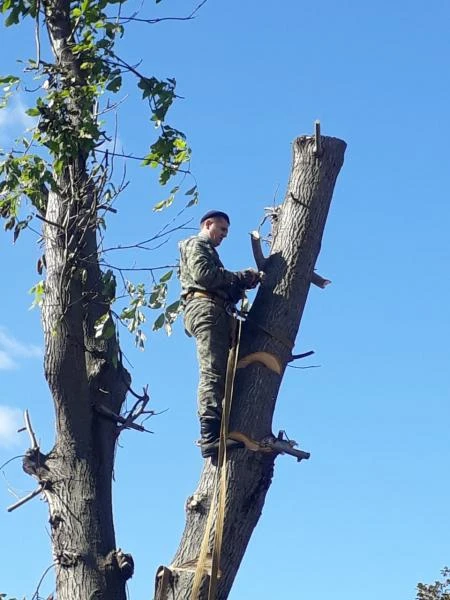 Фото СпилАварийныхДеревьев