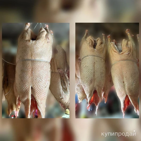 Фото Гусиное мясо домашнее