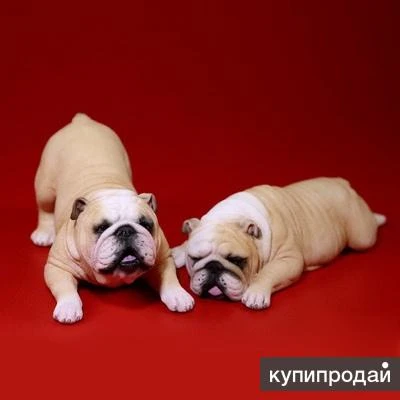 Фото Английский бульдог в: Phicen.Shop