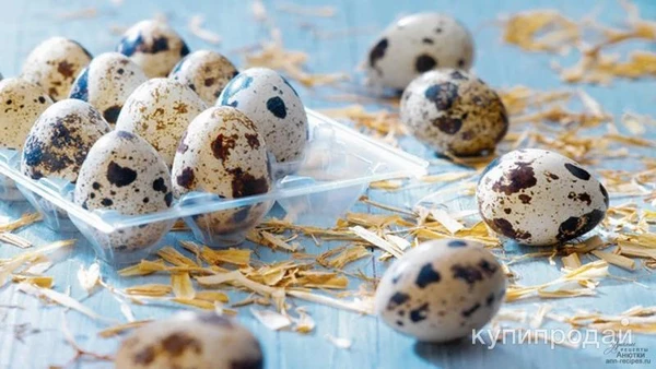 Фото Продам яйцо перепелиное домашние оптом