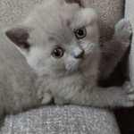 Фото №2 Шотландские котята