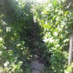 Фото №3 Виноградный сок