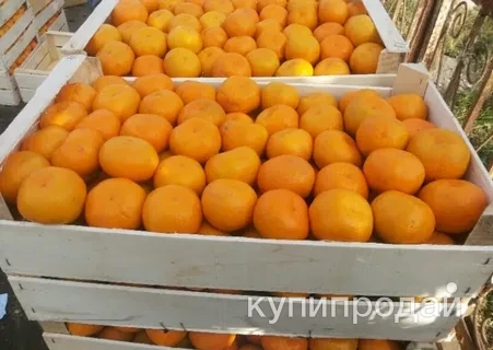 Фото Мандарины оптом напрямую от производителя