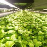 Фото №2 Базилик