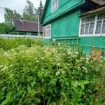 Фото №30 Прокосили траву и ХРЕН В ПОС.ВЫРИЦА. ДО и ПОСЛЕ.