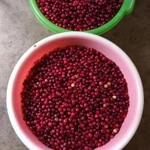 фото Клюква свежая, спелая.