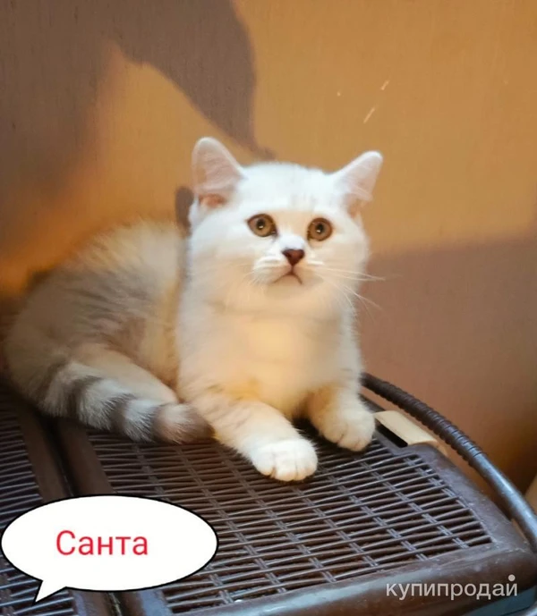 Фото Санта роскошный британский котенок