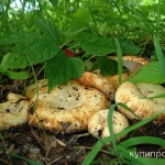 фото Сырые грузди