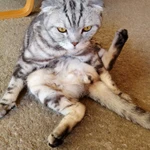 Фото №2 Отдам в добрые руки.