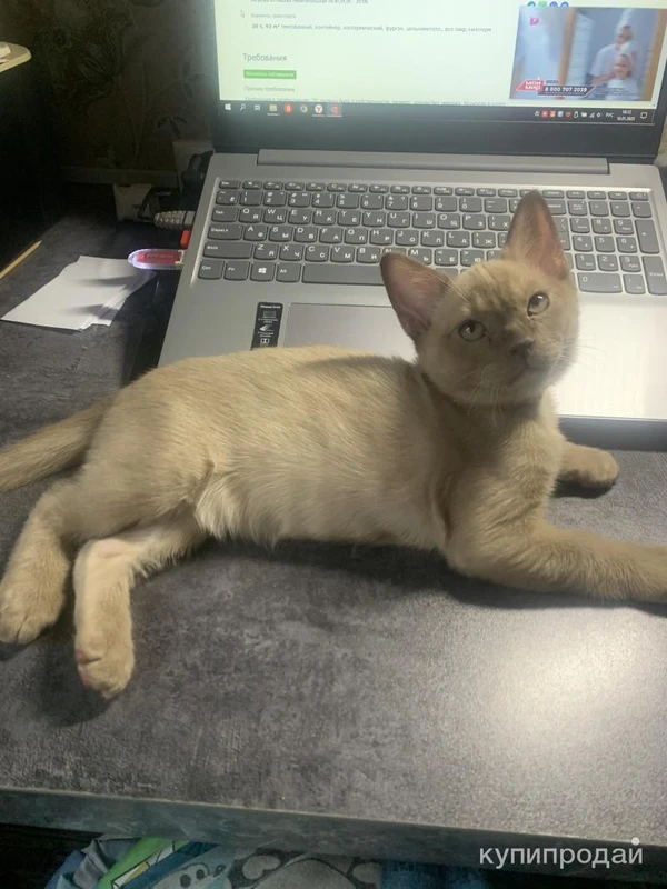 Фото Бурманский кот