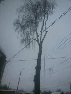 Фото Удаление деревьев