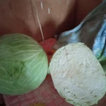 фото Продам капусту