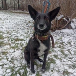 Маленькая, ласковая собачка Черри в добрые руки