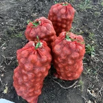 фото Лук оптом