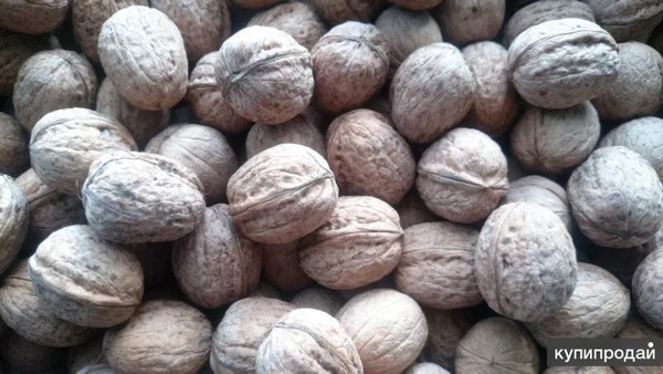 Фото продаю грецкие орехи и жёлтую айву в ст. Кривянская Ростов. обл.