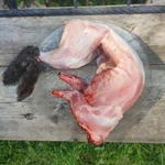 Фото №2 Домашние мясо курочки и кролика.