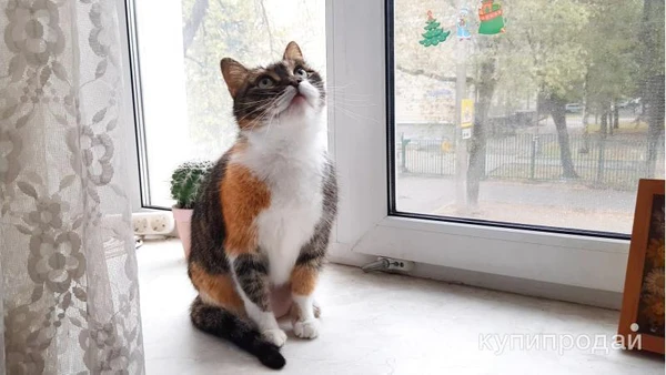 Фото Ласковая трехцветная кошка Триша ищет добрую семью!