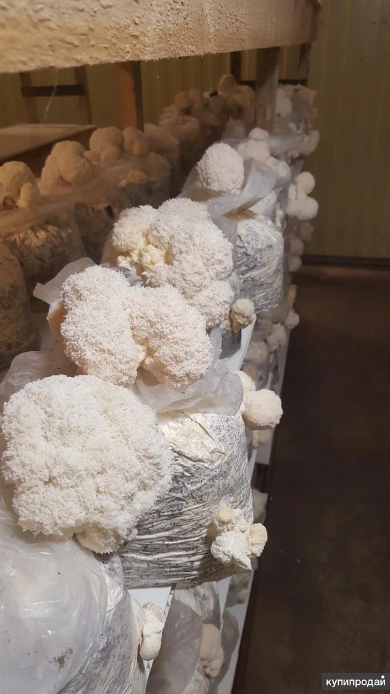 Фото Грибы, мицелий ежовика гребенчатого (гериций, львиная грива, ямабушитаке)