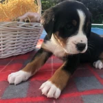 Фото №2 Большой Швейцарский Зенненхунд