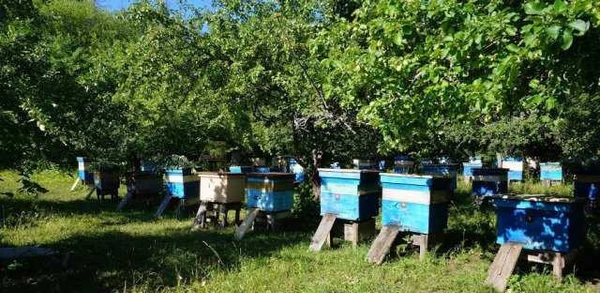 Фото Пчеловодство,помощь и обучение