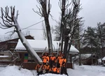 фото Спил опасных деревьев в СПБ и области